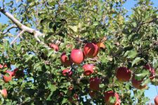 Naganoapple