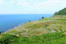 Noto terraced rice paddies